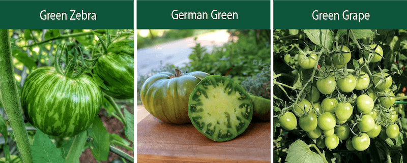 green zebra-german green-green grape indeterminate tomatoes